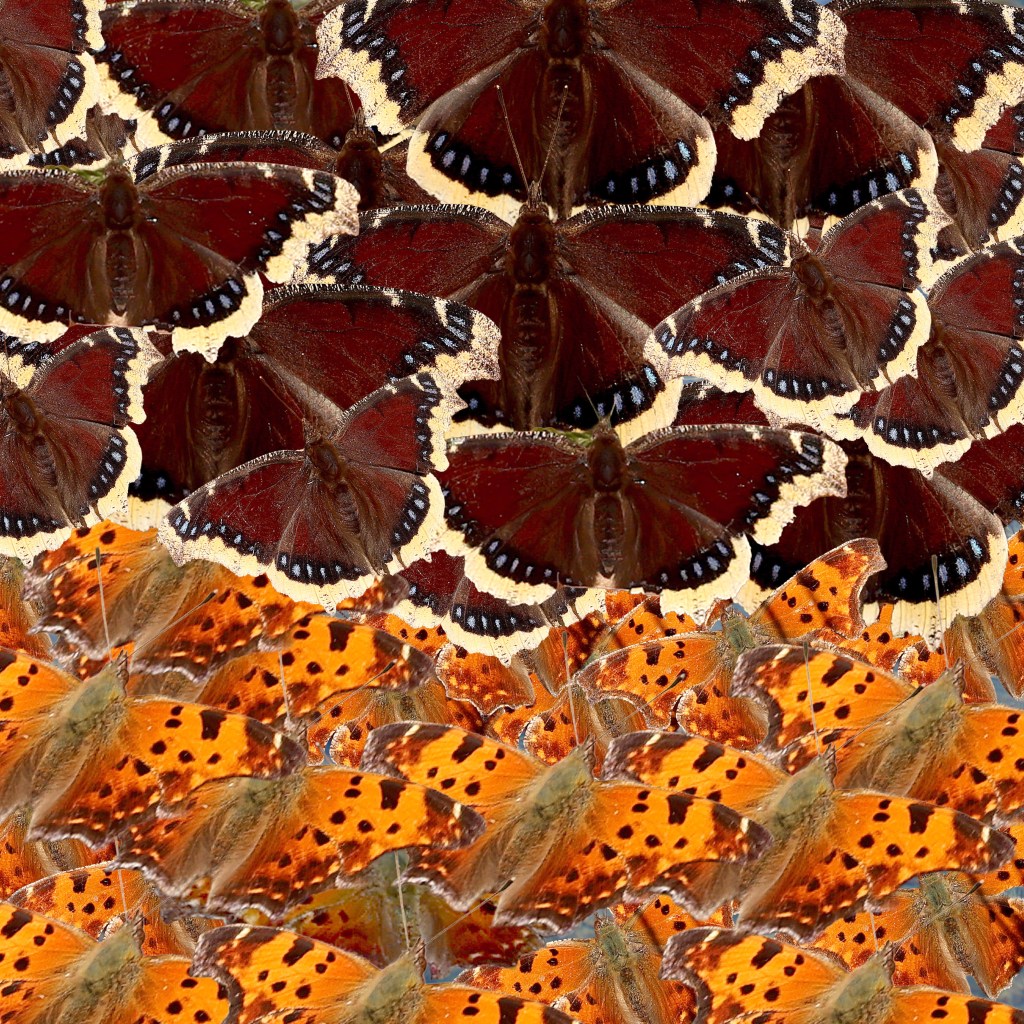A composite photo of pictures of mourning cloaks and comma butterflies. 