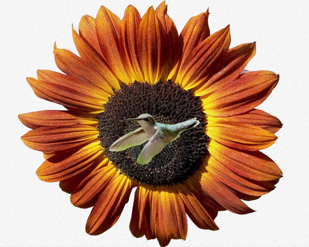 Composite photo of a hummingbird and a sunflower. 